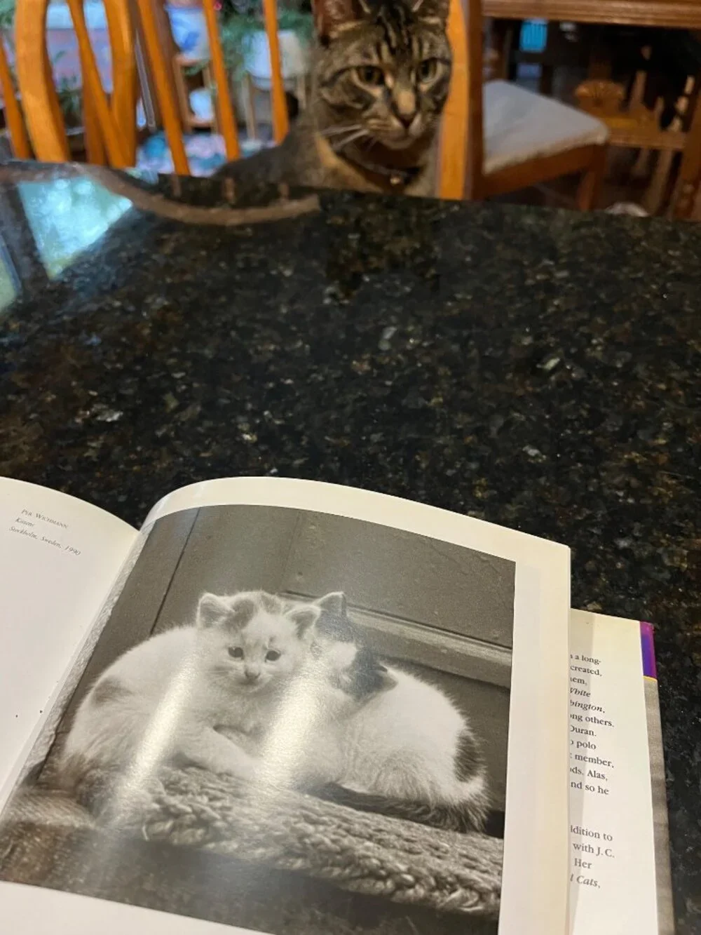 Cats in Love Book A970